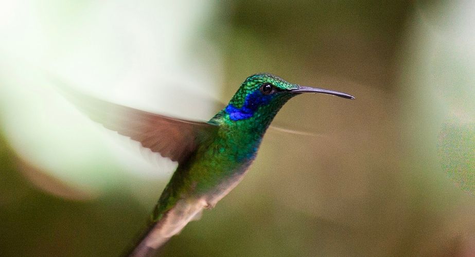 Vogels spotten Costa Rica